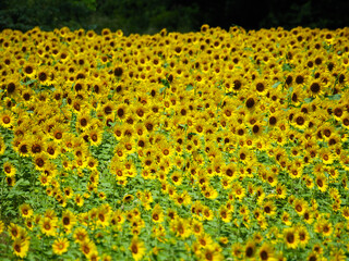 密集して咲くヒマワリ【アスピア玉城】