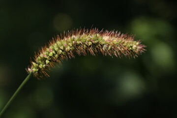caterpillar on a plant, Setaria pumila
Plant close up macro shot