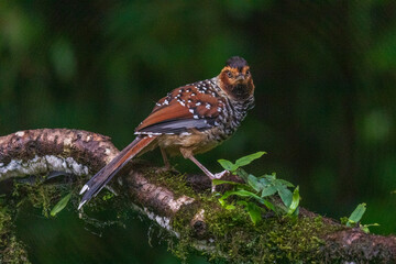 Spotted laughingthrush (Ianthocincla ocellata) at Senchal WLS, Darjeeling, West Bengal, India