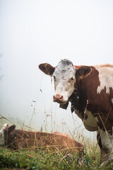 Cow standing in the foggy field