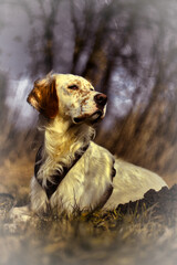 English Setter im Wald