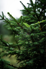 Spiderweb in pine branch in autumn