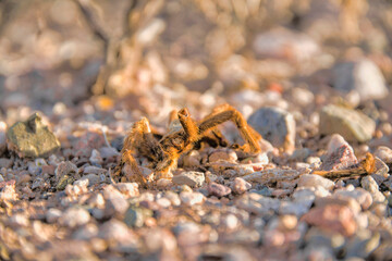 Dead tarantula spider with lost legs in Tucson, Arizona