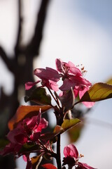 Apfelbl&uuml;te baya marisa