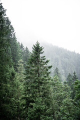 Moody Tree in front of foggy scenery