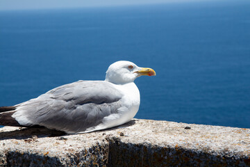 seagull on low wall with sea in the background