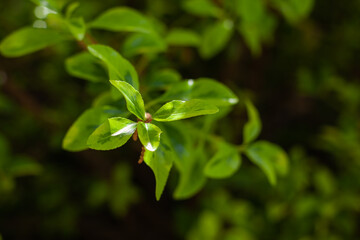 Fototapeta na wymiar green plant closeup texture and background. shallow depth of field.