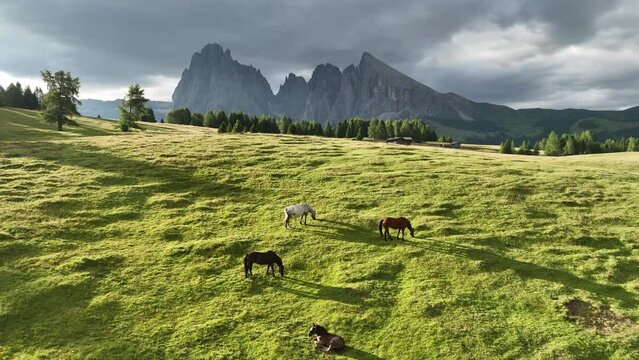 Horses in the Dolomites mountains at sunrise. Beautiful morning light with a horse posing on a meadow under the hills.