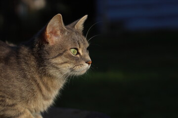 Fototapeta premium Cat on the street in the evening