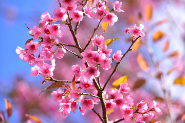 Close up pink sakura blossom, beautiful pink flowers or king tiger tree or Thai cherry blossom, and Wild Himalayan Cherry. Beautiful pink sakura Flower at phu lom lo Loei, Thailand.