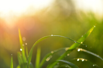 Fresh green grass or rice field with dew drops in sunshine on auttum and bokeh. Abstract blurry background. Nature background. Texture. copy space. soft selected focus.