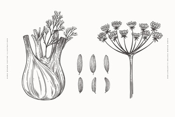 Root, inflorescence and seeds of fennel on an isolated background. Hand drawn plant for healthy eating in vintage engraving style. Design element for shop, market. Botanical vintage illustration