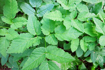 Plant goutweed,glague,aise-weed green background in the forest
