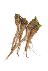 Root of Taraxacum, known as dandelions 