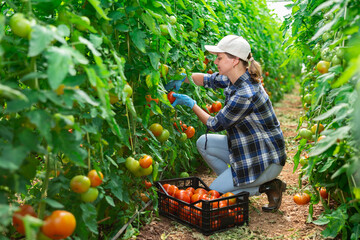 Woman farmer hand harvesting crop of ripe red tomatoes in large greenhouse