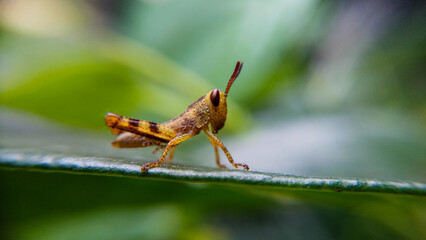 A young brown grasshopper is sitting on a green leaf.