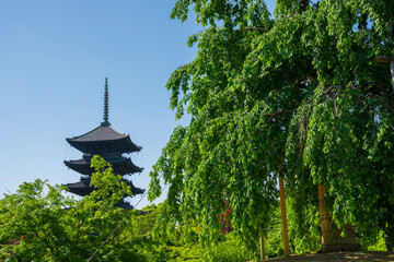 京都　東寺　新緑の不二桜と五重塔