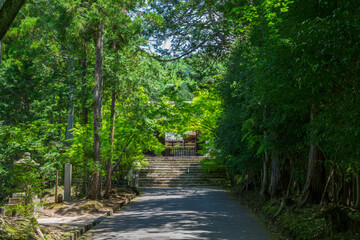 京都　曼殊院門跡の勅使門と新緑