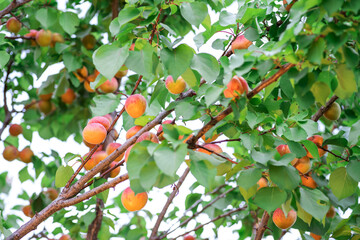 Ripe apricots on the orchard tree in the garden.