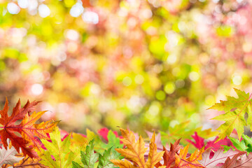 Autumn background with a whis autumn colorful leaves and beautiful sunny bokeh.