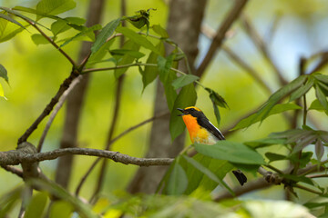 初夏の森でさえずるキビタキ