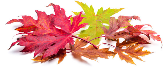 Horizontal heap of colorful autumn maple leaves isolated on white background. Great decor for advertising layouts.