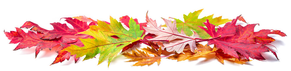 Horizontal heap of colorful autumn maple leaves isolated on white background. Great decor for advertising layouts.