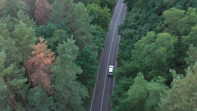Top view of white car riding along road in green forest. Auto driving at rural route at summer day. SUV moving through scenic landscape way at beautiful season. Concept of holiday travel. Aerial shot