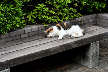 ベンチで寝る猫