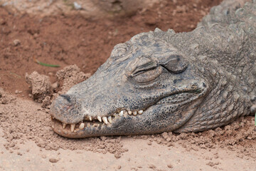 Obraz premium Cabeza de cocodrilo mientras duerme