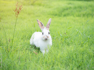 White cute rabbit smiling on green grass in nature background. Lovely action of young rabbit in field.