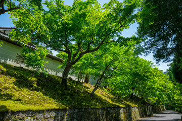 京都　曼殊院門跡の新緑