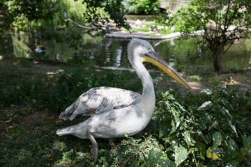 
Pelícanos en el zoo de Berlín