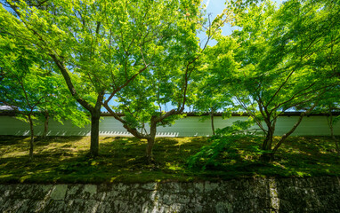 京都　曼殊院門跡の新緑　
