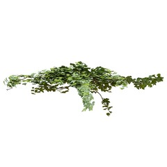 Climbing plants ivy isolated on white background 3d illustration
