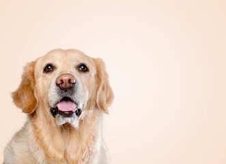 happy adult dog smiling on color background