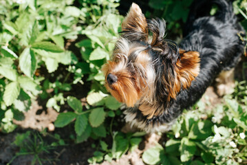 Cute Yorkshire Terrier dog in garden on sunny summer day looking up. Outdoor pet