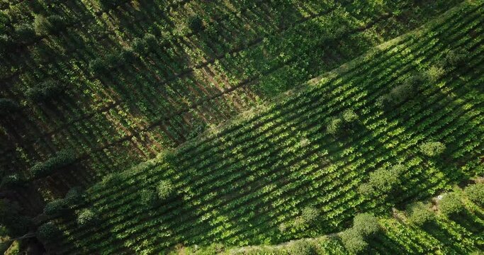 aerial drone of tobbaco plantation on the slope of sindoro mountain in Temanggung, central java, Indonesia. Indonesia's cigarette industry. 4K videos. move away shot.