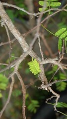 Tamarindus indica leaf  Fabales Plantae 
green plant fruit
