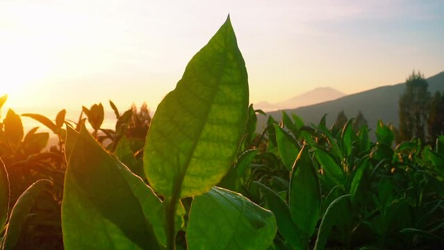 tobacco plant on the largest tobbaco plantation in Temanggung, central java, Indonesia. foreground of tobacco leaves in the wind. Indonesia's cigarette industry.