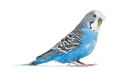 Side view Blue crested Budgerigar, isolated on white - obrazy, fototapety, plakaty