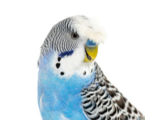 side view of Blue crested Budgerigar head shot macro, isolated o