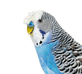 side view of Blue crested Budgerigar head shot macro, isolated o