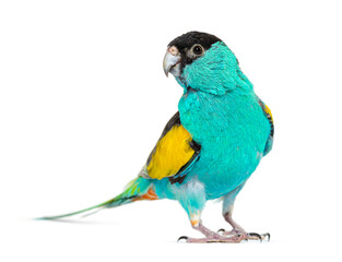 Obraz premium Hooded parrot, Psephotellus dissimilis, isolated on white