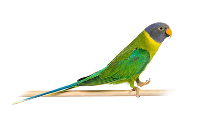 On a wooden perch female Plum-headed parakeet walking, Psittacul