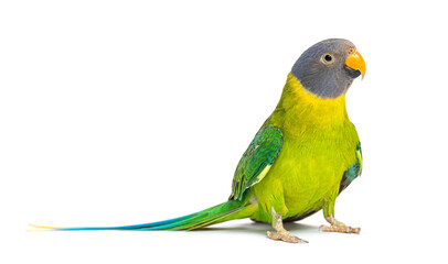 Female Plum-headed parakeet, Psittacula cyanocephala, isolated o