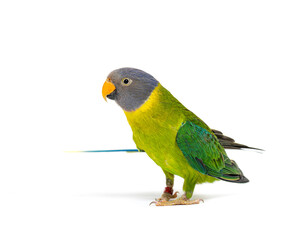 Female Plum-headed parakeet, Psittacula cyanocephala, isolated o