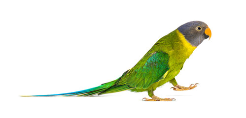 Side view of a Female Plum-headed parakeet walking, Psittacula c