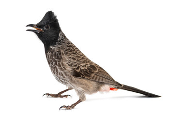 profile of a Red-vented bulbul, Pycnonotus cafer, isolated on wh