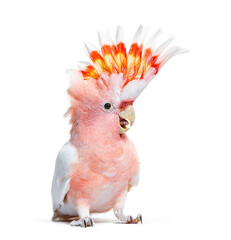 portrait of a crest spread Major Mitchell's cockatoo, Lophochroa